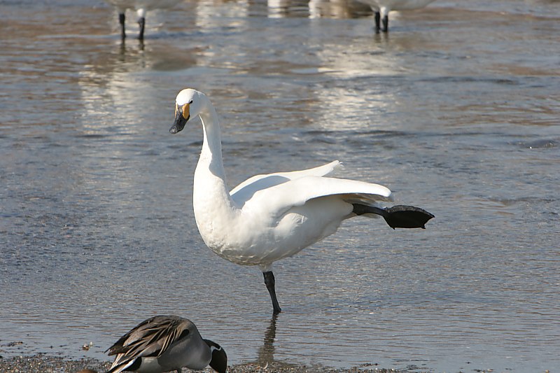 ２００５・６年の思い出　　白鳥と遊ぶ_d0125872_2274063.jpg