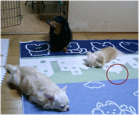 c0088584_12141080.gif