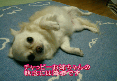 c0088584_1216218.gif