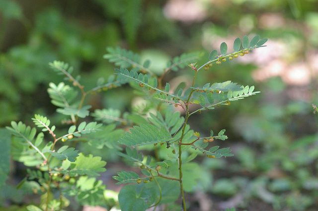 e0070891_20175250.jpg