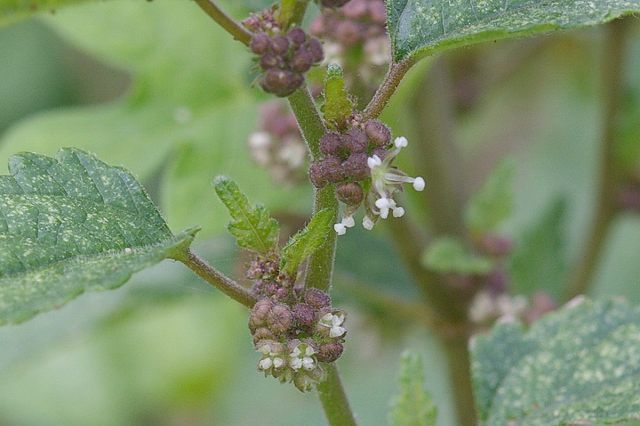 e0070891_20434383.jpg