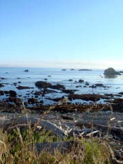 Redwood Coast, CA - その1_c0103793_6374263.jpg