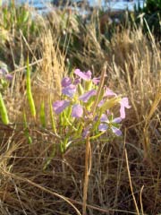 Redwood Coast, CA - その1_c0103793_6382562.jpg