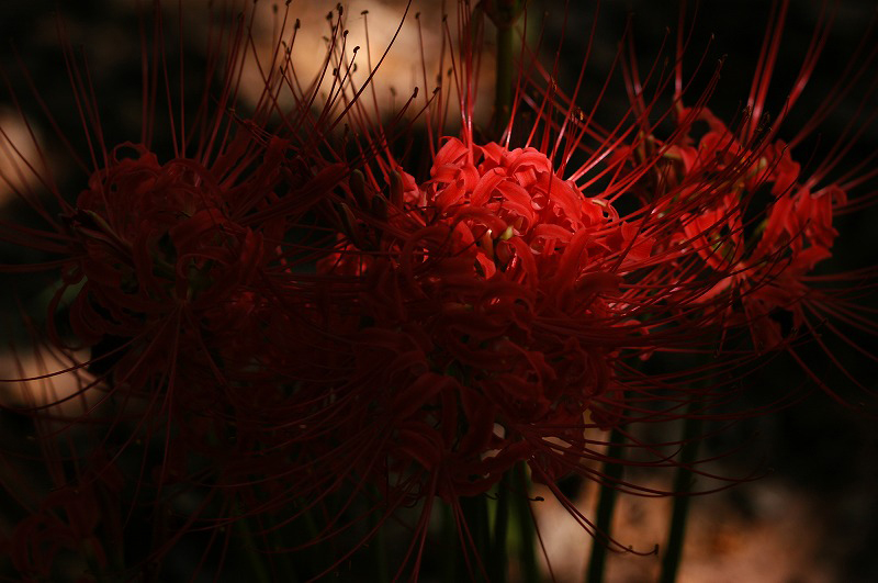 今年の紅い花_c0082800_1540848.jpg
