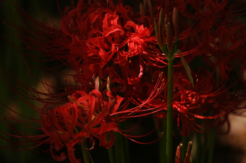 今年の紅い花_c0082800_1543407.jpg