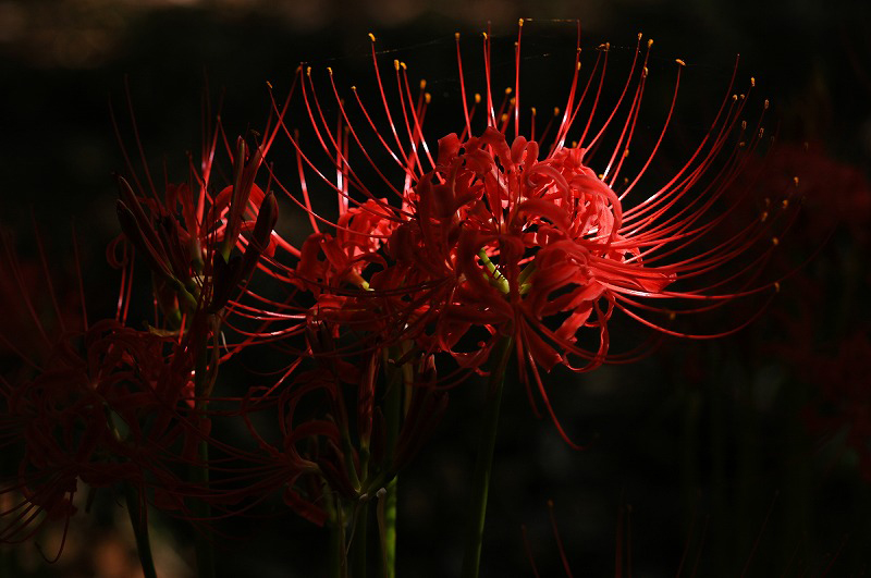 今年の紅い花_c0082800_15454665.jpg