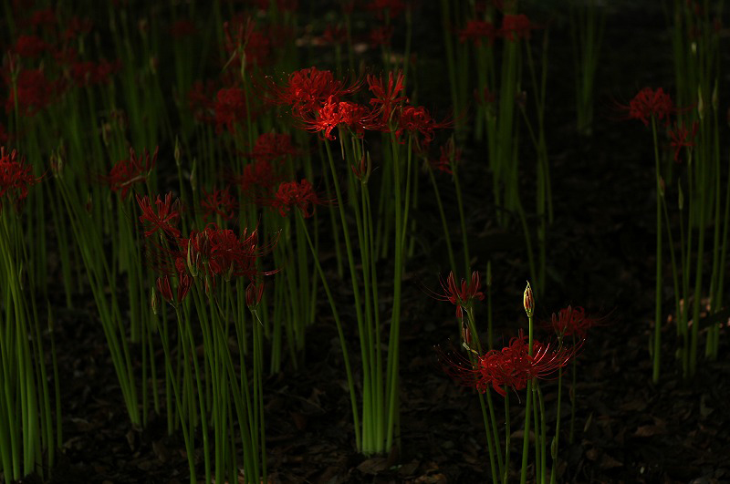 今年の紅い花_c0082800_1546412.jpg