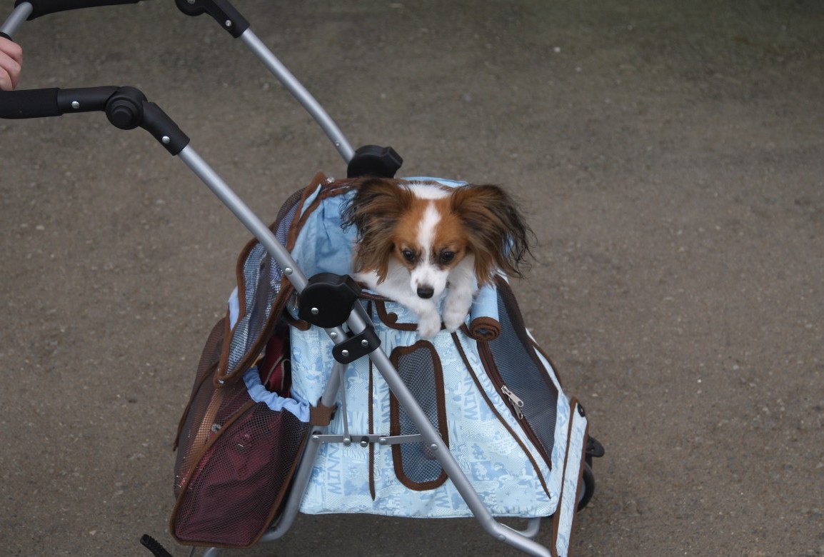 犬旅 伊豆シャボテン公園編 Alice Club パピヨンのクリスとエリスの犬日記 犬旅 伊豆シャボテン公園編 Alice Club パピヨンのクリスとエリスの犬日記