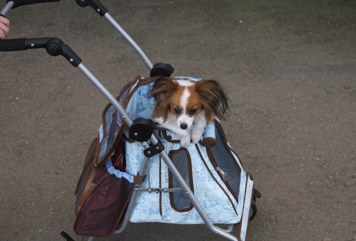 犬旅。伊豆シャボテン公園編_a0027126_003761.jpg