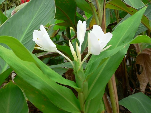花縮紗 ハナシュクシャ 花の仲間調べ