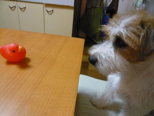 f0124526_1215899.jpg