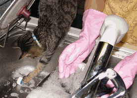 c0136736_21442100.gif