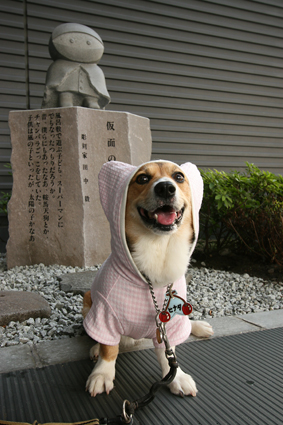 小人犬　鞍馬天狗に　姿変え_b0031538_22573962.jpg