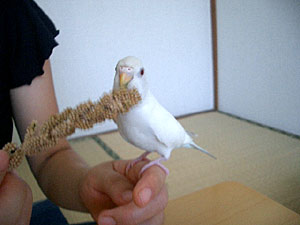 インコとたわむれる_b0042756_12112769.jpg