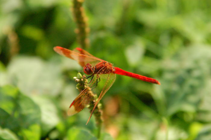 c0072785_57558.jpg