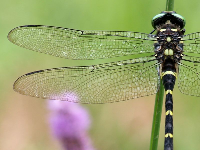 オニヤンマ Close To You オニヤンマ Close To You