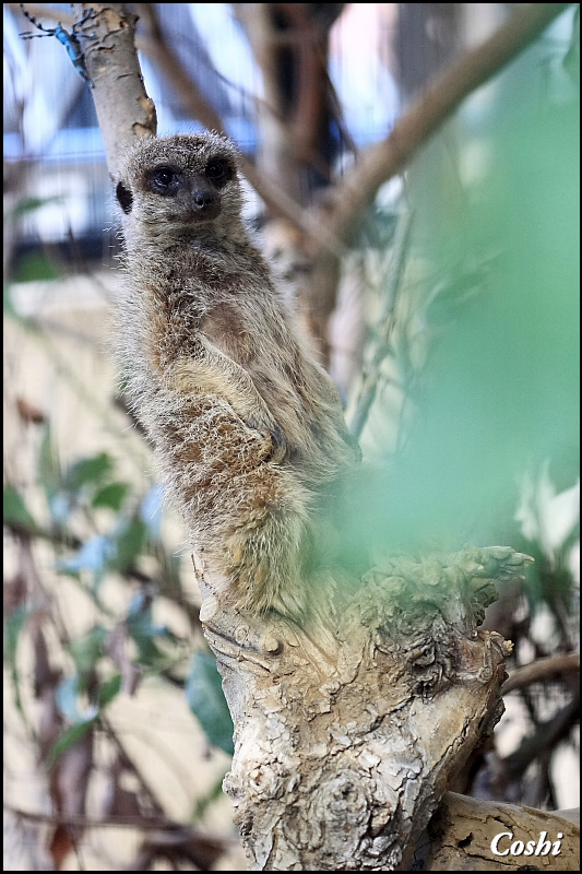 あらかわ遊園で動物＆野鳥撮り_a0110096_11575453.jpg