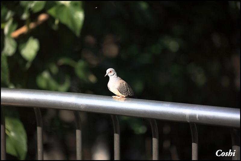 あらかわ遊園で動物＆野鳥撮り_a0110096_11595424.jpg