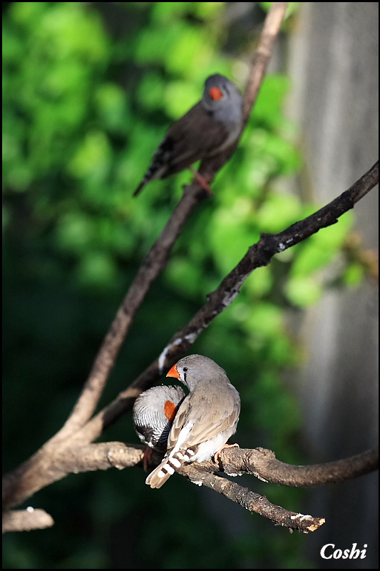 あらかわ遊園で動物＆野鳥撮り_a0110096_1212260.jpg