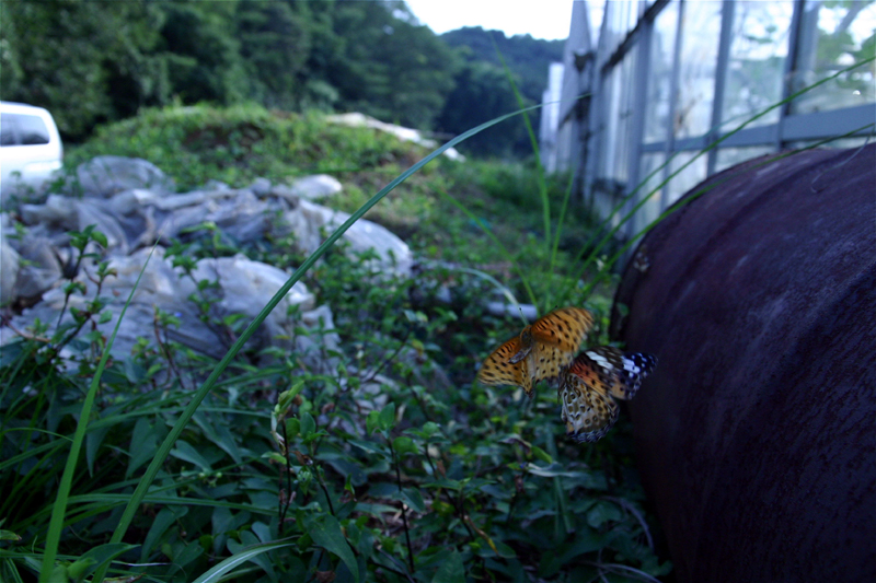 d0054625_2246482.jpg