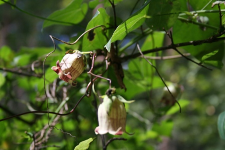 深入山・八幡高原で出会ったお花たち_f0100046_2118230.jpg