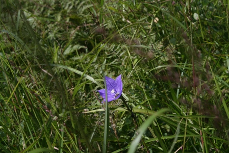 深入山・八幡高原で出会ったお花たち_f0100046_219231.jpg