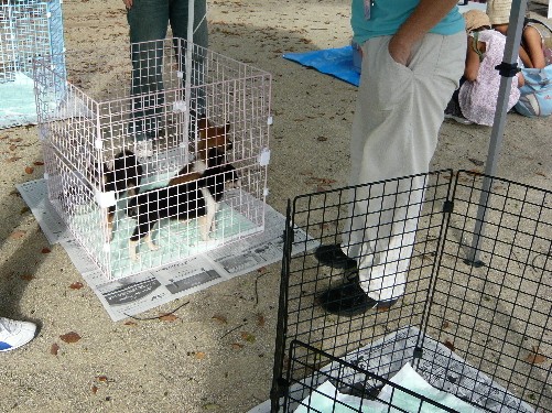 長崎はっぴーあにまる主催 第1回譲渡会 こんなことあったのさ