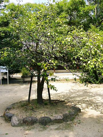 弓弦羽神社の林檎_b0063958_2374022.jpg
