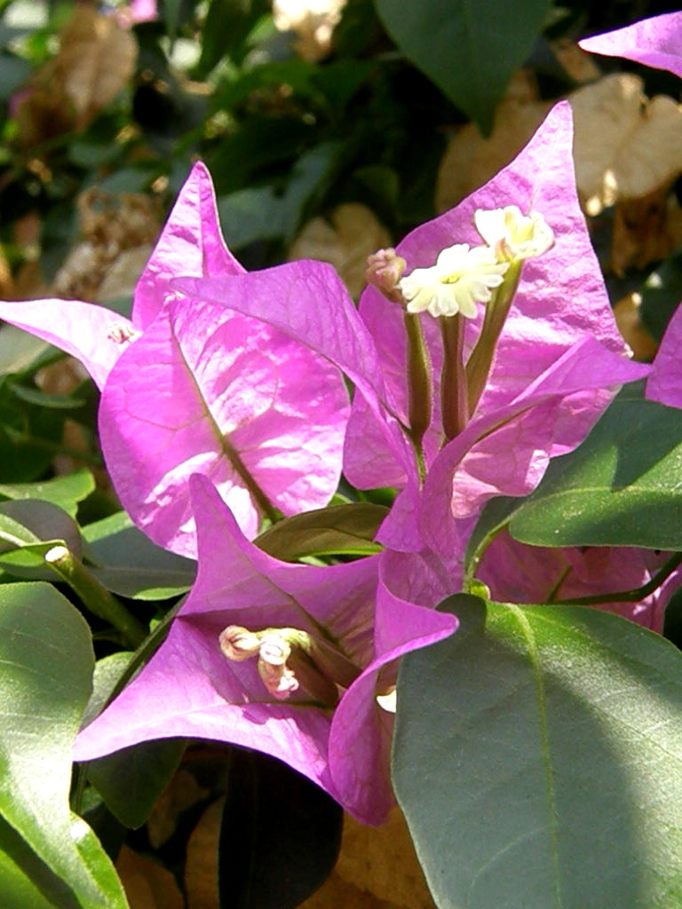 e0064158_13015.jpg