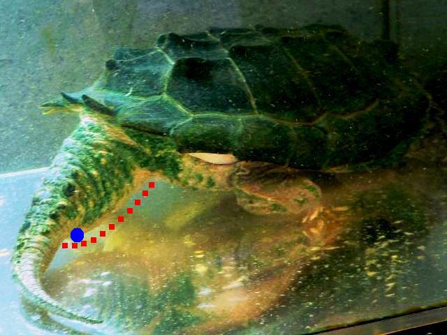 オス メスの簡単な見分け方 ワニガメ生態研究所 オス メスの簡単な見分け方 ワニガメ生態研究所