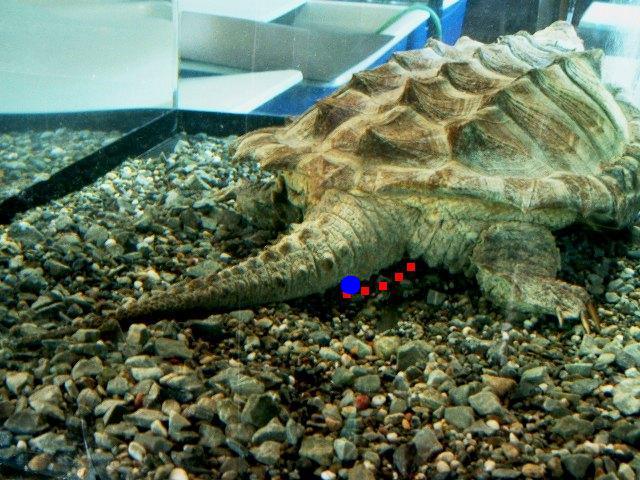 オス メスの簡単な見分け方 ワニガメ生態研究所 オス メスの簡単な見分け方 ワニガメ生態研究所