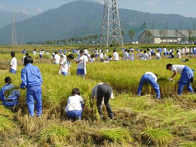 県立国際情報高校「勤労体験学習」~稲刈り~_b0092684_771081.jpg