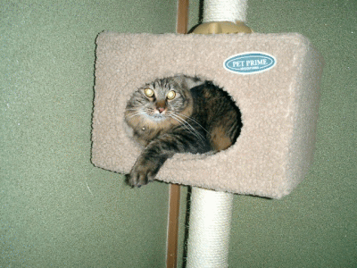 c0088584_14271658.gif