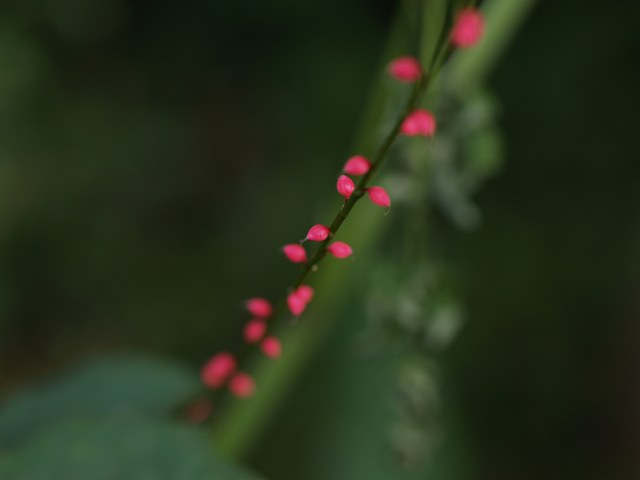 花？_c0136092_0373298.jpg