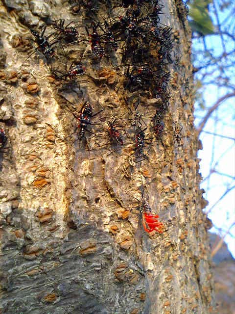 沼沿いの桜の木で見つけた虫 昆虫ブログ むし探検広場