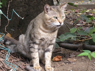 横浜外人墓地の猫達_f0146109_2235820.jpg