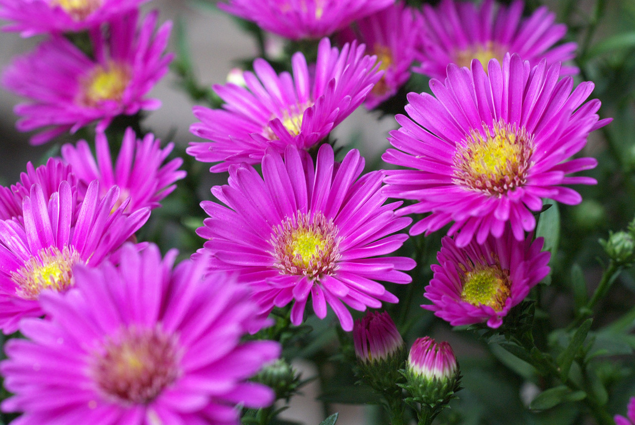 すべての美しい花の画像 50 素晴らしい菊 ピンク