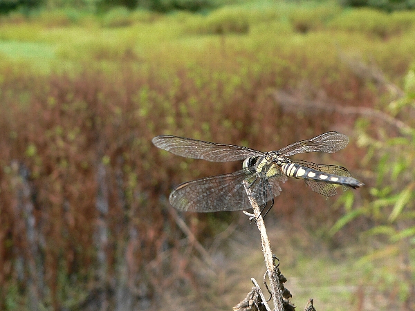 福岡地区　池散策　狙い通り_e0002314_165713100.jpg