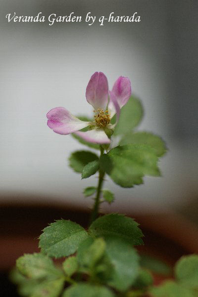 a0055024_21355090.jpg