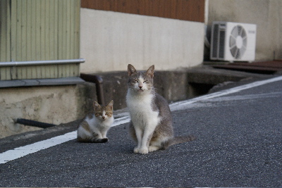 極小猫ぞくぞくと…_c0047024_151395.jpg