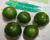 シークヮーサー_c0134734_14532588.jpg