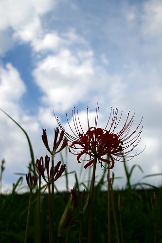 彼岸花_f0048546_7505343.jpg
