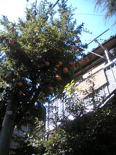 a0053063_0301525.jpg