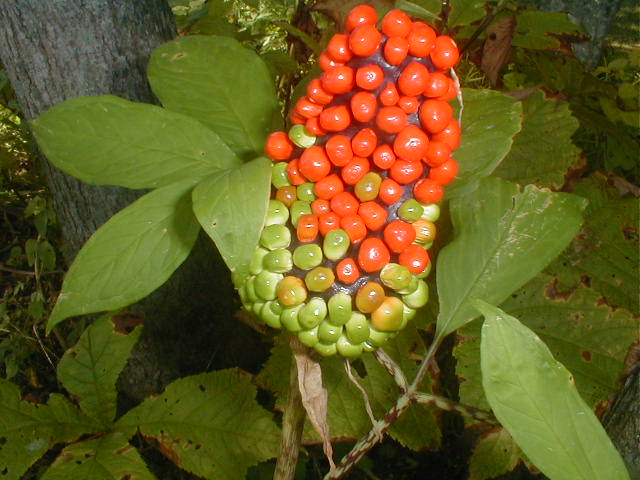 a0095963_19463983.jpg