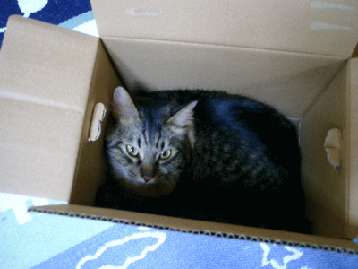 c0088584_16242261.gif