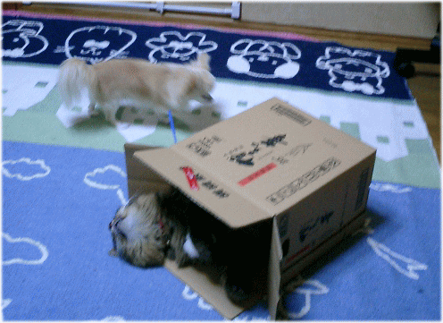 c0088584_16252787.gif