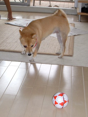 f0004309_14485421.jpg