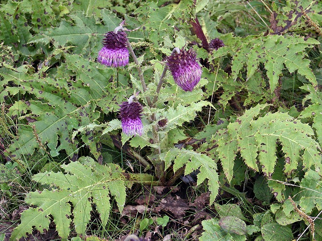 a0087818_1972171.jpg