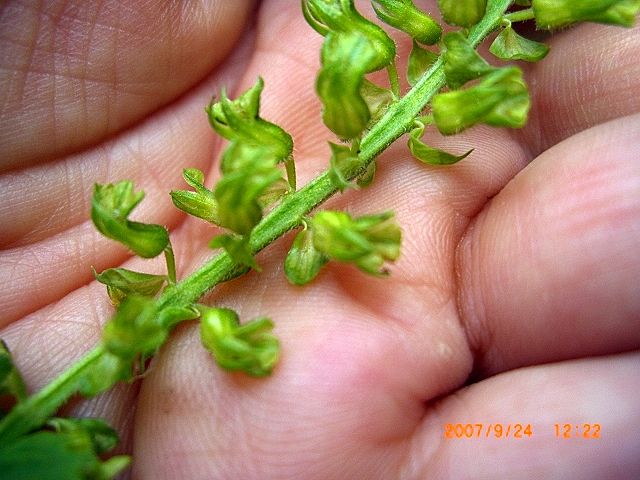 穂紫蘇 佃煮 ほっこリ日記