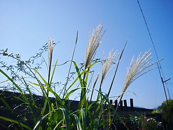 e0100046_15231076.jpg